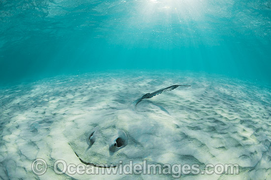 Cowtail Stingray Great Barrier Reef photo