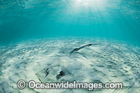 Cowtail Stingray Great Barrier Reef Photo - Gary Bell