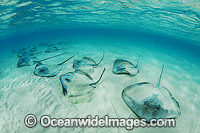 Pink Whiprays Himantura fai Photo - Gary Bell