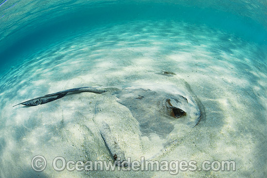 Cowtail Stingray photo