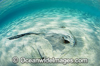 Cowtail Stingray Photo - Gary Bell