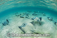 Pink Whiprays Himantura fai Photo - Gary Bell