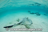 Cowtail Stingray and Pink Whiprays Photo - Gary Bell