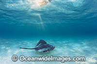 Pink Whiprays Himantura fai Photo - Gary Bell