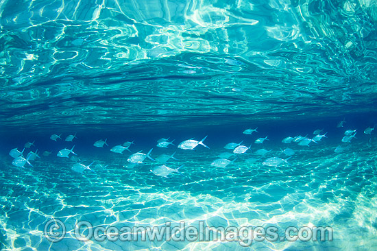 Underwater Seascape with Fish photo Underwater Seascape with Fish photo