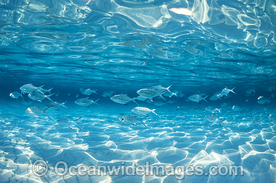 Underwater Seascape with Fish photo Underwater Seascape with Fish photo