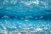 Underwater Seascape with Fish Photo - Gary Bell