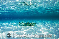 Lemon Shark Heron Island Photo - Gary Bell