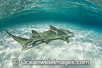 Lemon Shark Heron Island Photo - Gary Bell