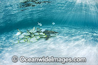 Lemon Shark Heron Island Photo - Gary Bell