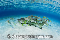 Lemon Shark Heron Island Photo - Gary Bell