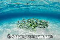 Lemon Shark Heron Island Photo - Gary Bell