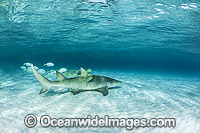 Lemon Shark Heron Island Photo - Gary Bell