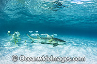 Lemon Shark Heron Island Photo - Gary Bell
