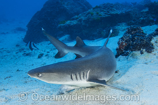 Whitetip Reef Shark Great Barrier Reef photo Whitetip Reef Shark Great Barrier Reef photo