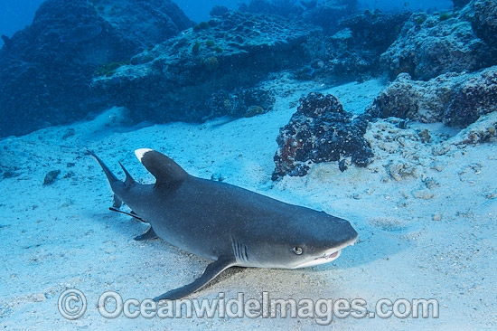 Whitetip Reef Shark Great Barrier Reef photo Whitetip Reef Shark Great Barrier Reef photo