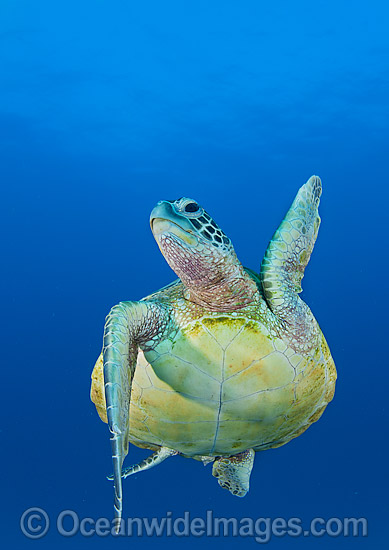 Green Turtle swimming towards surface photo Green Turtle swimming towards surface photo