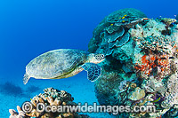Green Turtle Great Barrier Reef Photo - Gary Bell