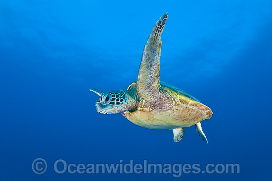 Green Turtle Great Barrier Reef photo Green Turtle Great Barrier Reef photo
