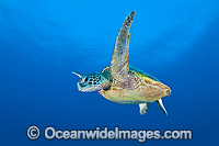 Green Turtle Great Barrier Reef Photo - Gary Bell