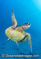 Green Turtle swimming towards surface Photo - Gary Bell