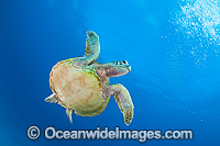 Green Turtle Great Barrier Reef Photo - Gary Bell
