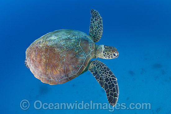Green Turtle Great Barrier Reef photo Green Turtle Great Barrier Reef photo