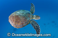 Green Turtle Great Barrier Reef Photo - Gary Bell