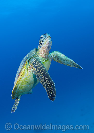 Green Turtle Great Barrier Reef photo Green Turtle Great Barrier Reef photo
