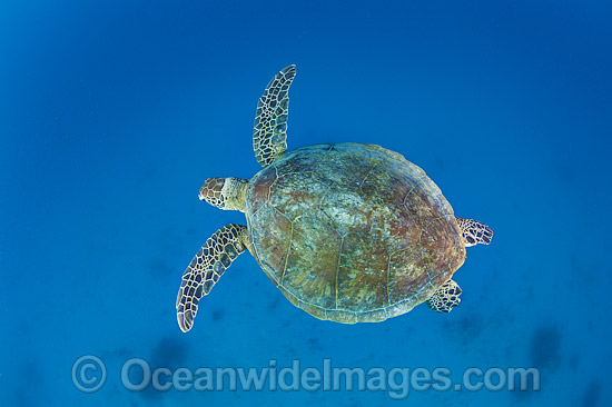 Green Turtle Great Barrier Reef photo Green Turtle Great Barrier Reef photo