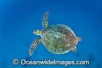 Green Turtle Great Barrier Reef Photo - Gary Bell