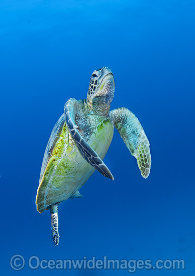 Green Turtle swimming towards surface photo Green Turtle swimming towards surface photo