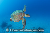 Green Turtle Great Barrier Reef Photo - Gary Bell