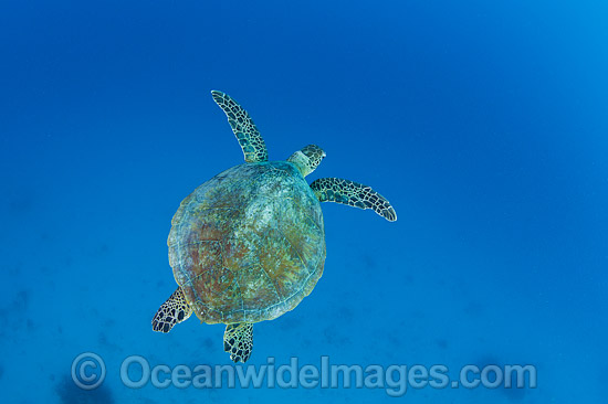 Green Turtle Great Barrier Reef photo Green Turtle Great Barrier Reef photo