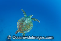 Green Turtle Great Barrier Reef Photo - Gary Bell