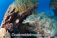 Green Turtle Great Barrier Reef Photo - Gary Bell