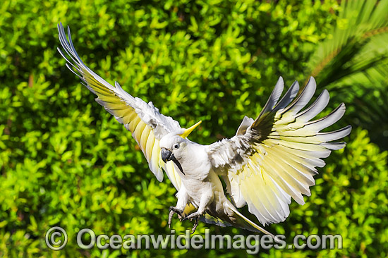 Sulphur-crested Cockatoo flying photo