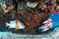 Snapper and Red Emperor Photo - Gary Bell