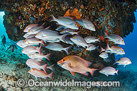 Snapper and Red Emperor Photo - Gary Bell