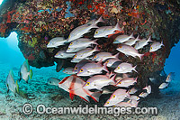 Snapper and Red Emperor Photo - Gary Bell