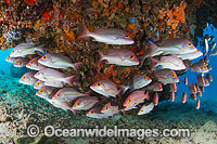 Snapper Heron Island Photo - Gary Bell