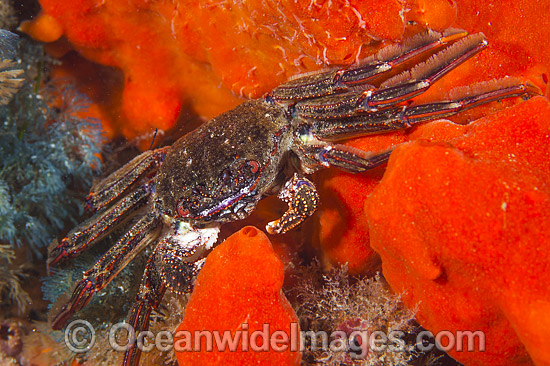 Reef Crab on Sponge photo Reef Crab on Sponge photo