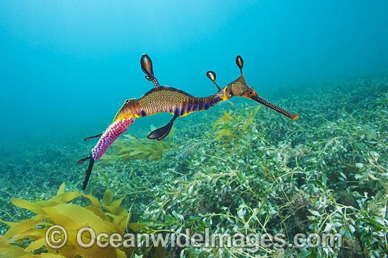 Weedy Seadragon with eggs attached photo Weedy Seadragon with eggs attached photo