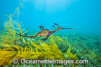 Weedy Seadragon Photo - Gary Bell