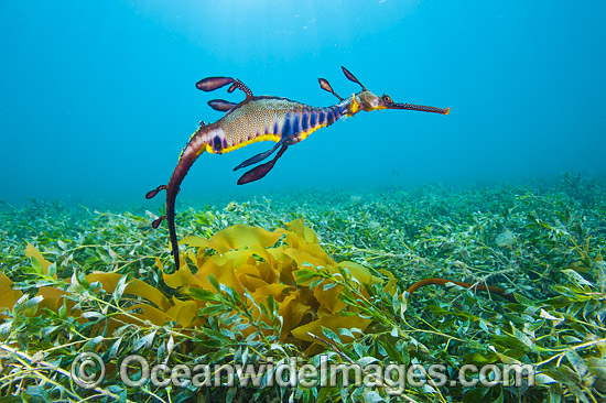 Weedy Seadragon photo Weedy Seadragon photo