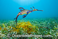 Weedy Seadragon Photo - Gary Bell