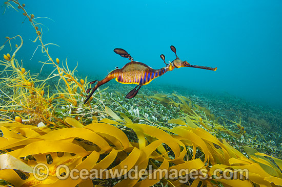 Weedy Seadragon Australia photo Weedy Seadragon Australia photo