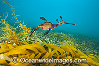 Weedy Seadragon Australia Photo - Gary Bell