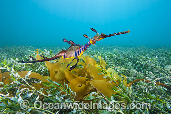 Weedy Seadragon photo Weedy Seadragon photo