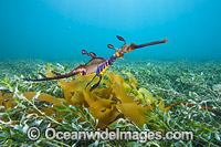 Weedy Seadragon Photo - Gary Bell